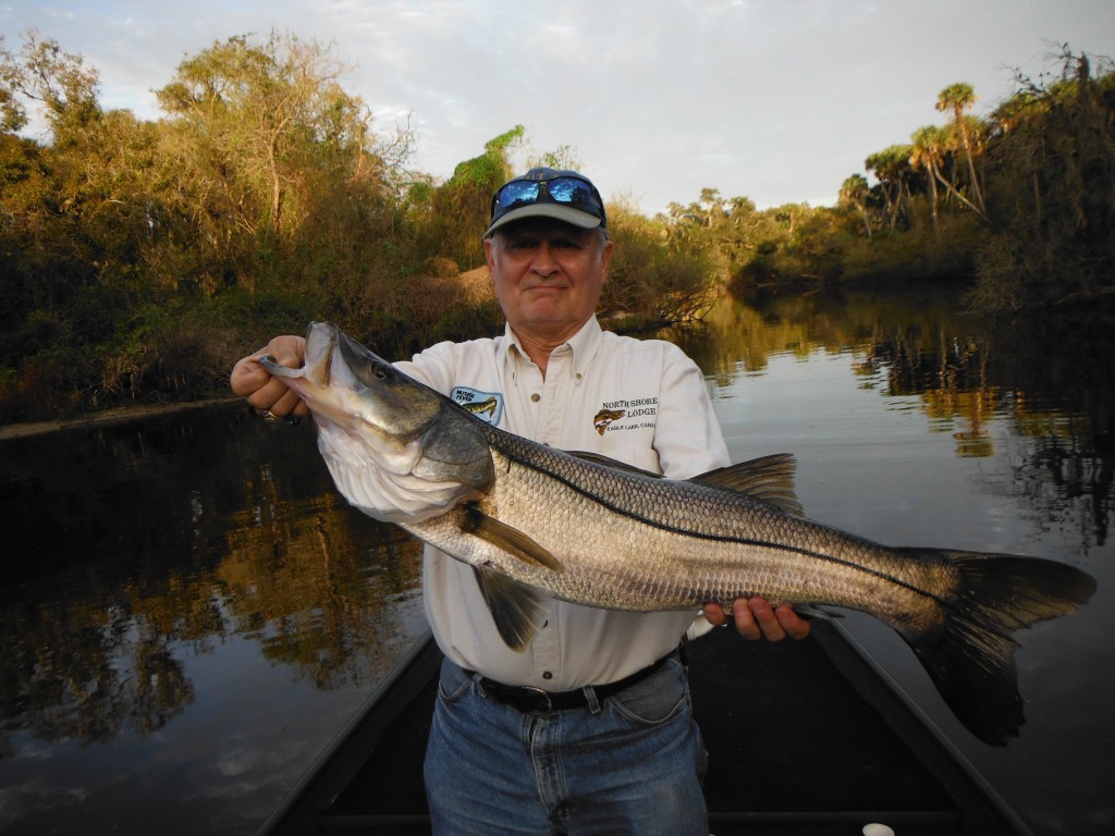 Summer snook fishing in Sarasota! – Siesta Key Fishing Charters