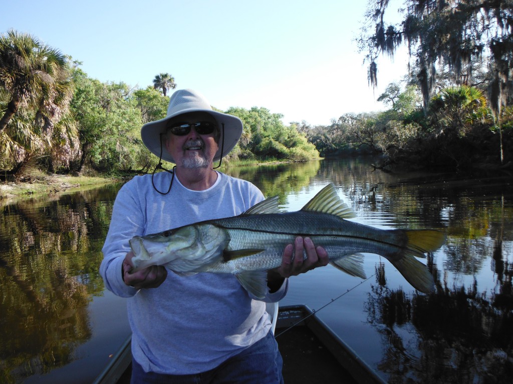 Sarasota snook fishing