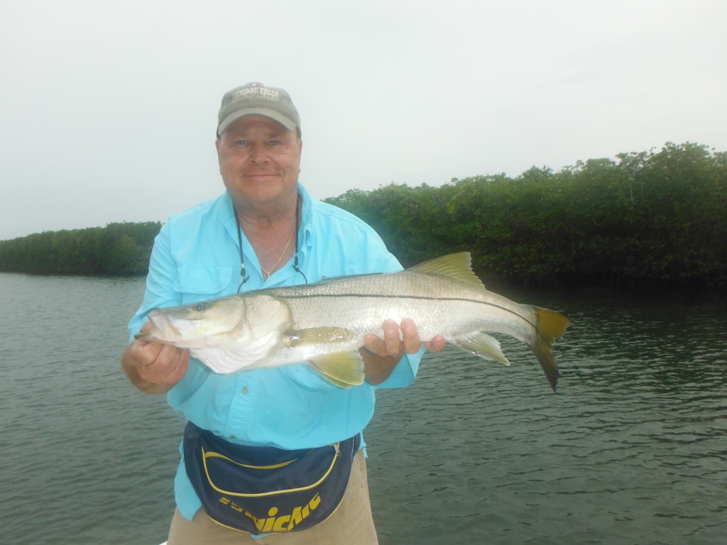 Sarasota snook fishing