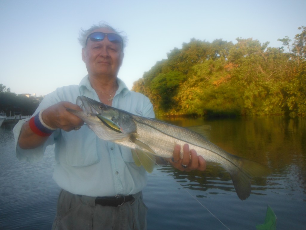 Sarasota snook fishing