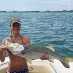 Summer snook fishing in Sarasota!