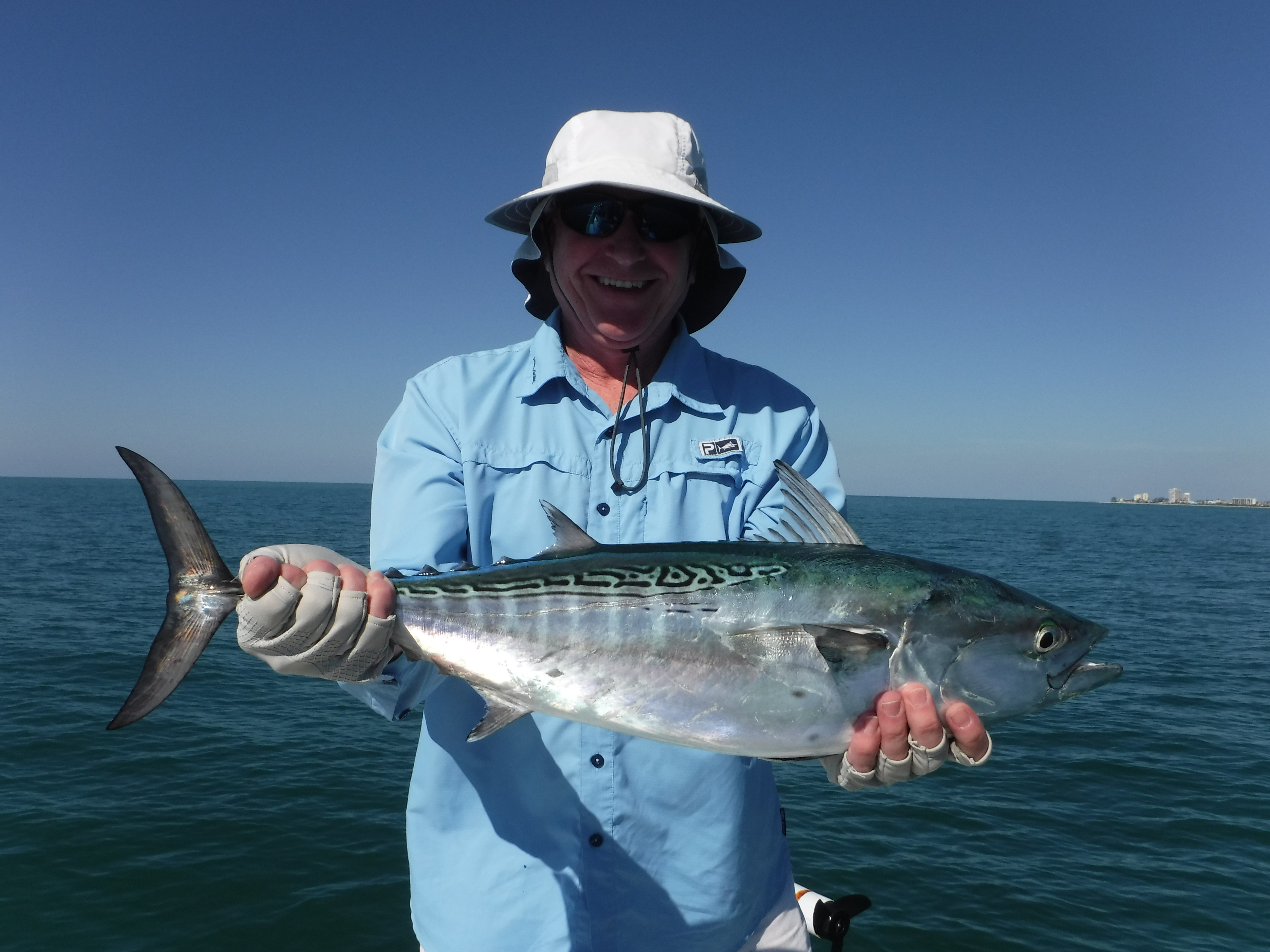Fantastic false albacore fishing in Sarasota! Siesta Key