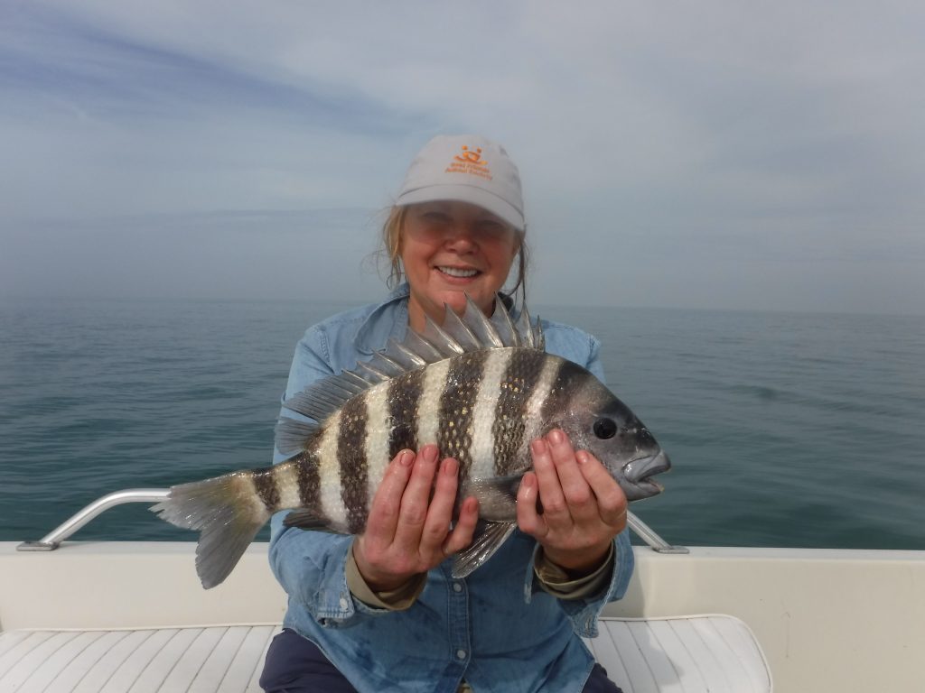 Siesta Key sheepshead