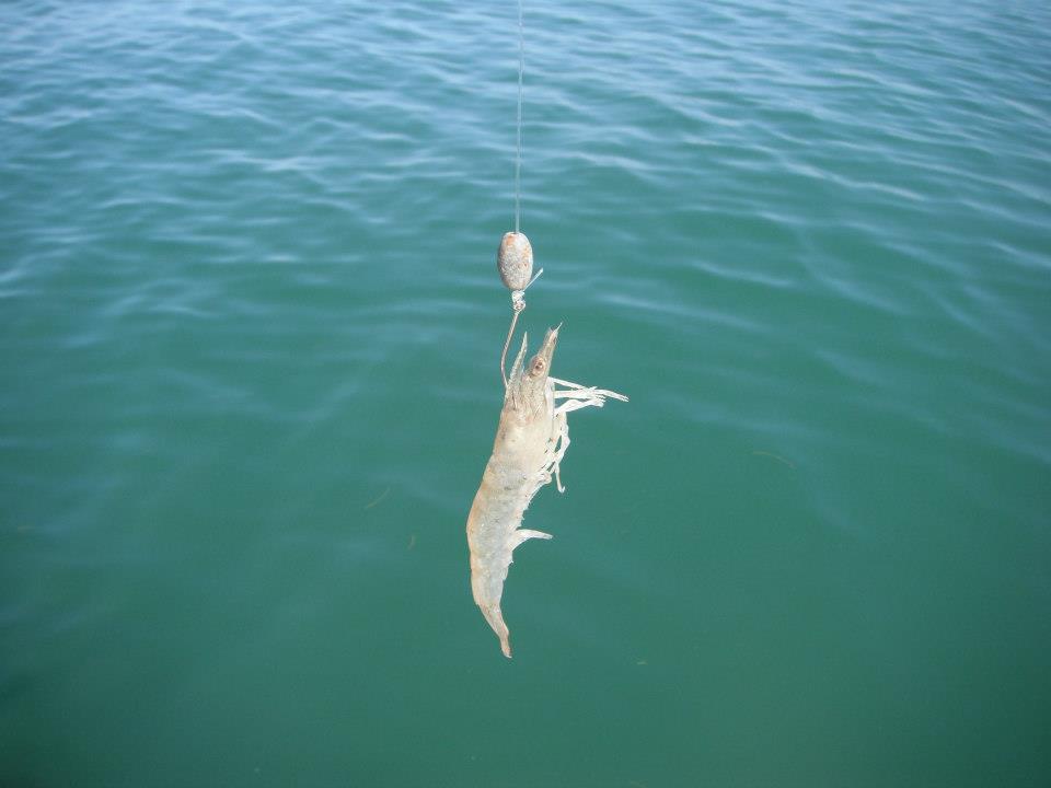 Live Shrimp Bait Catches STUD Pier Fish! (Florida Pier Fishing