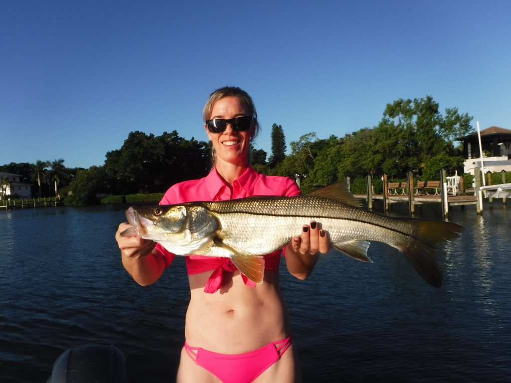 Sarasota snook fishing charter