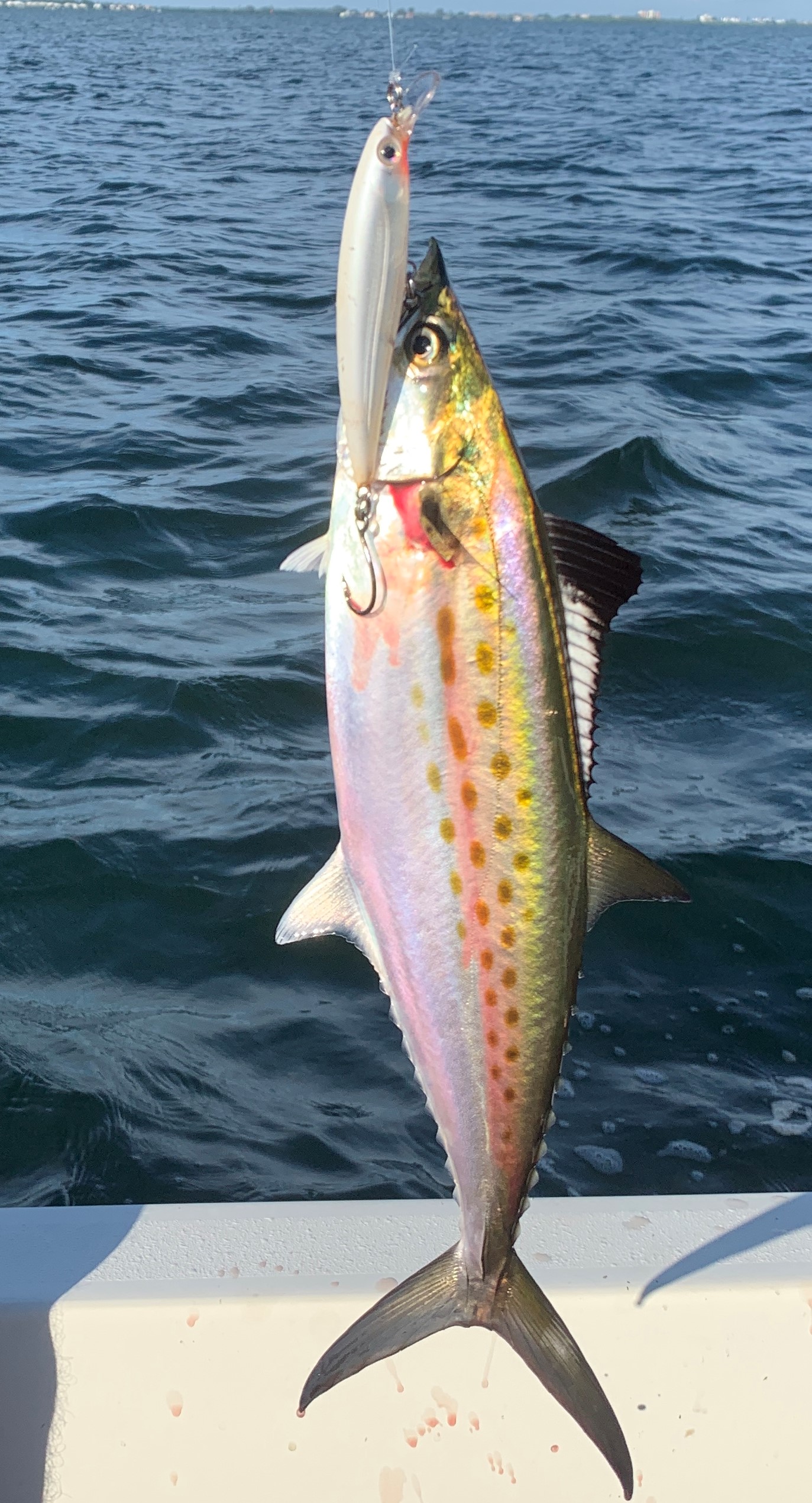 Florida Jetty Fishing with Small Lures for Small Fish 