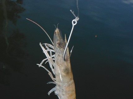 The Secret Bait For Catching Pompano In Delaware 