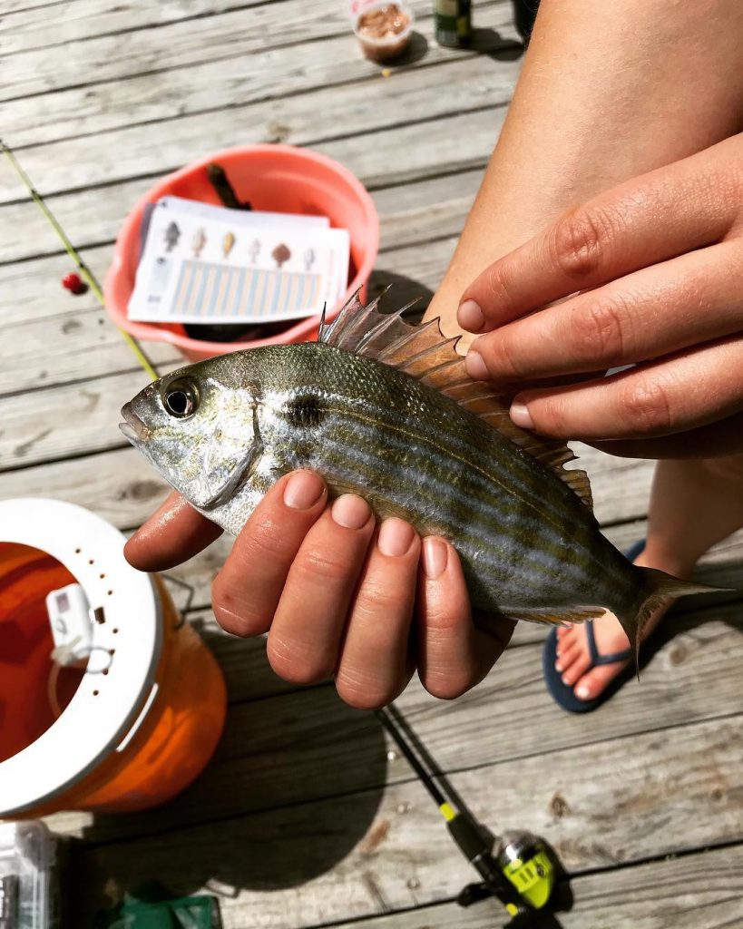 grouper fishing bait