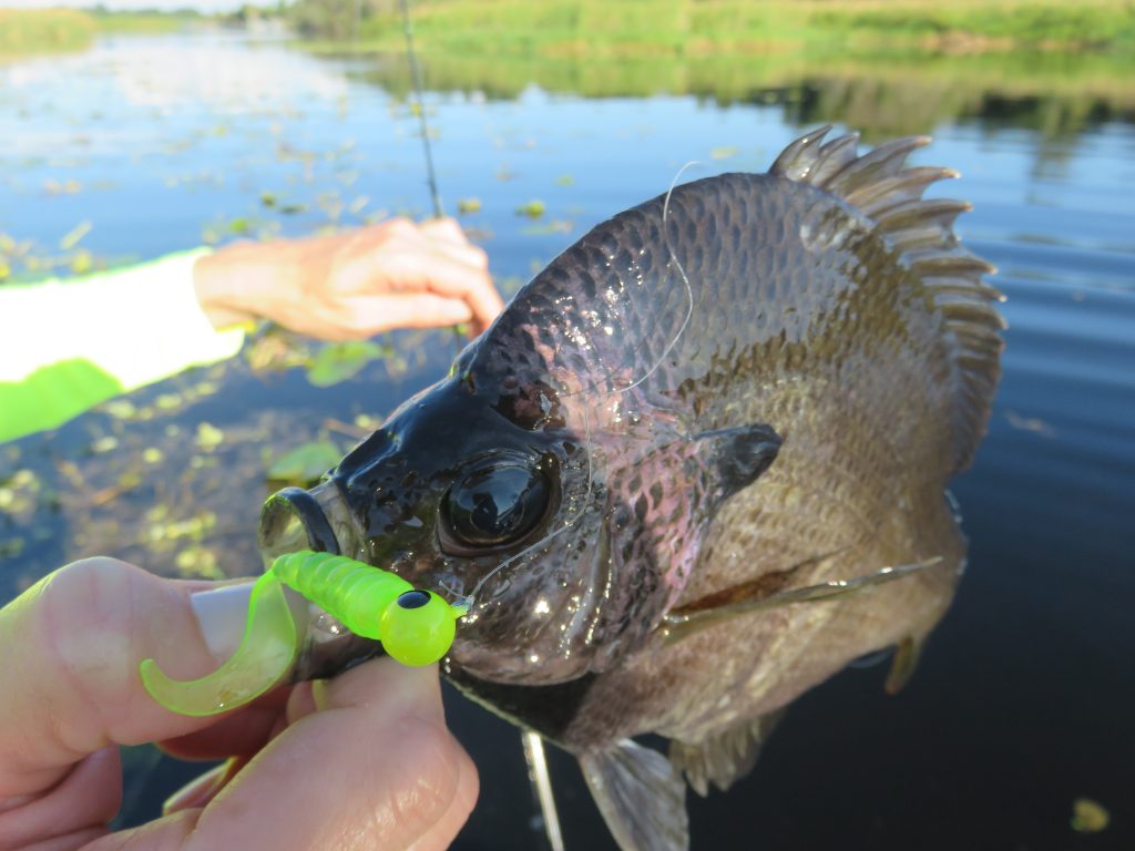 bluegill fishing lures