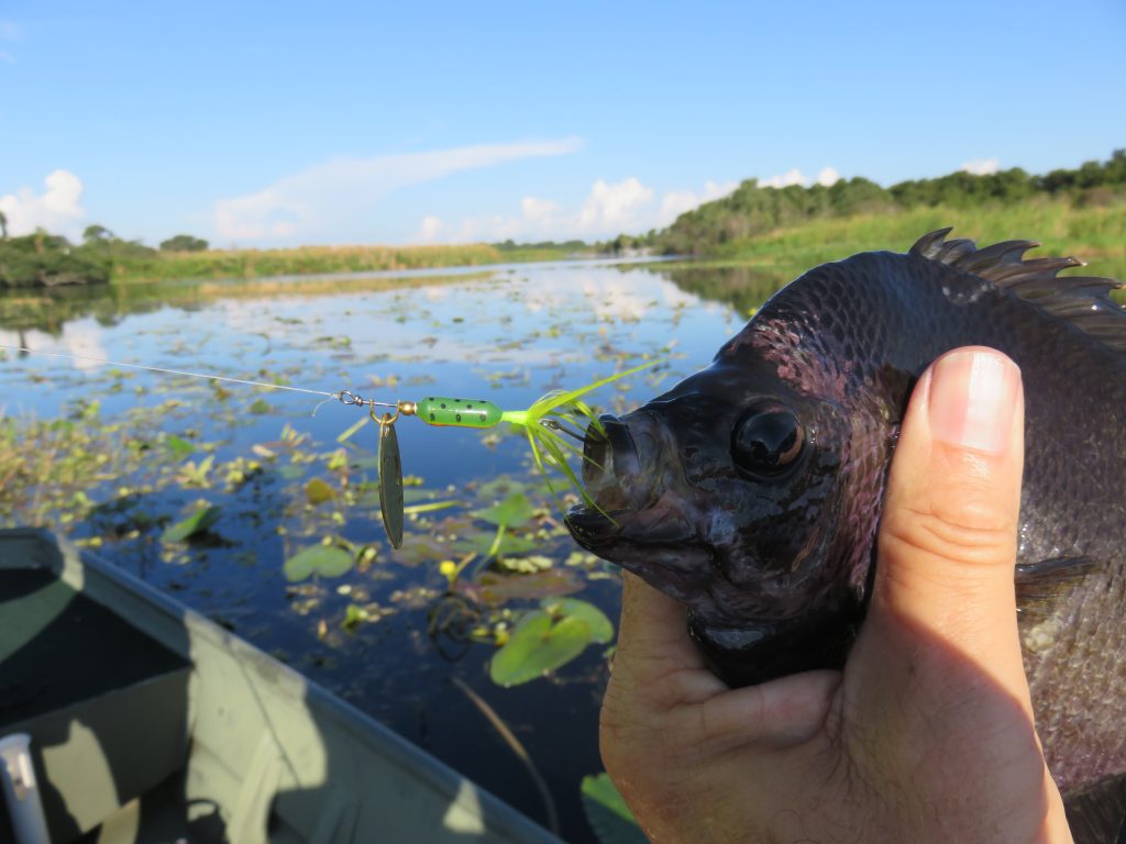 bluegill rooster tail