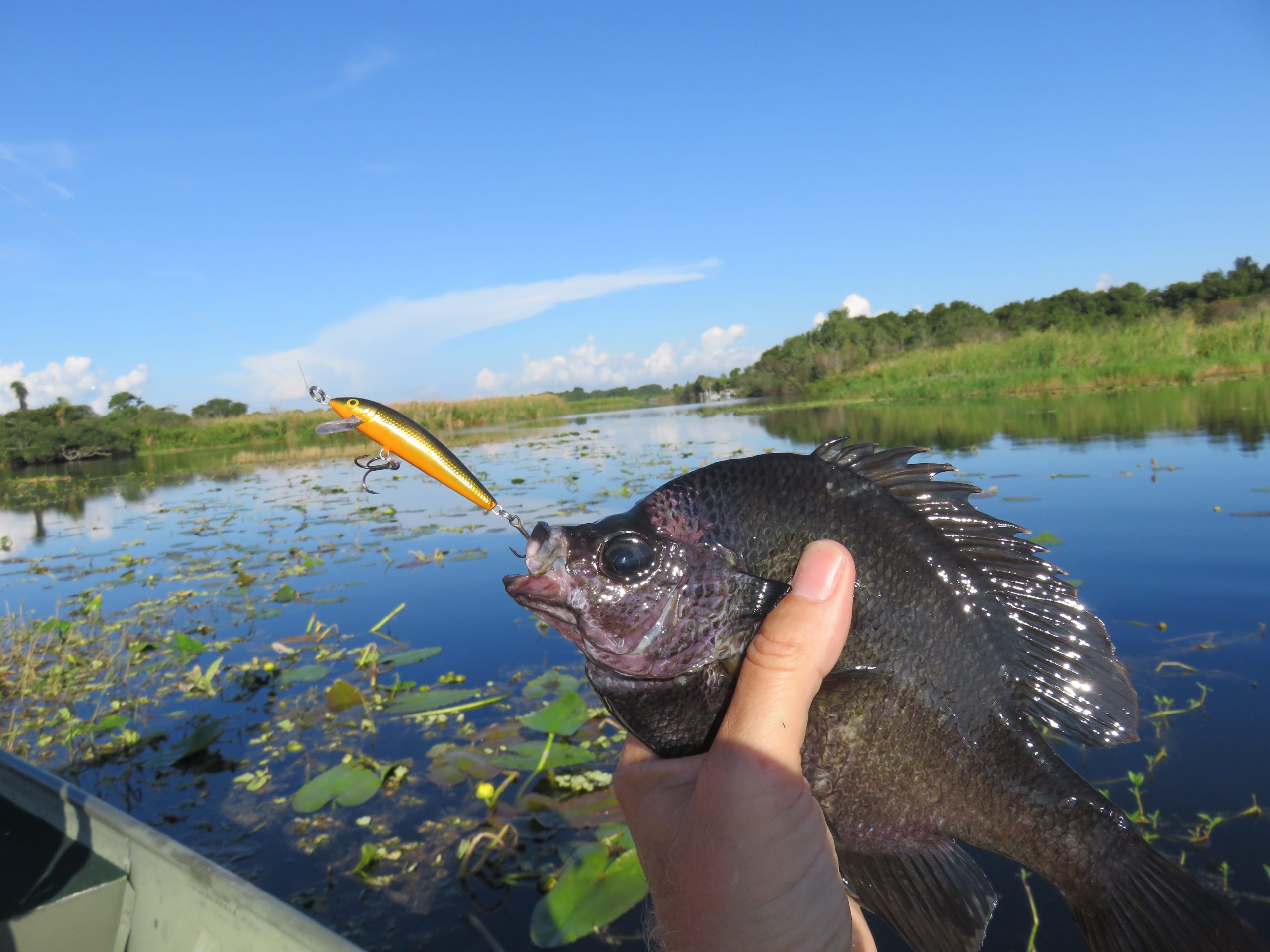 Best Artificial Lures and Presentations for Autumn Panfish