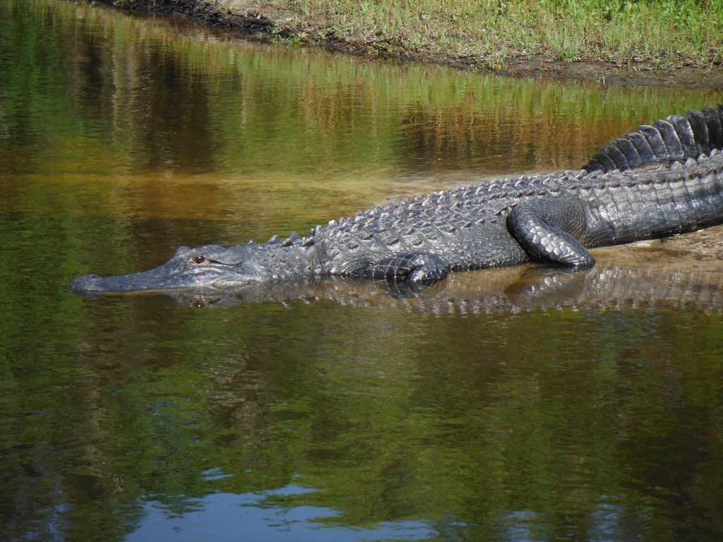 alligator