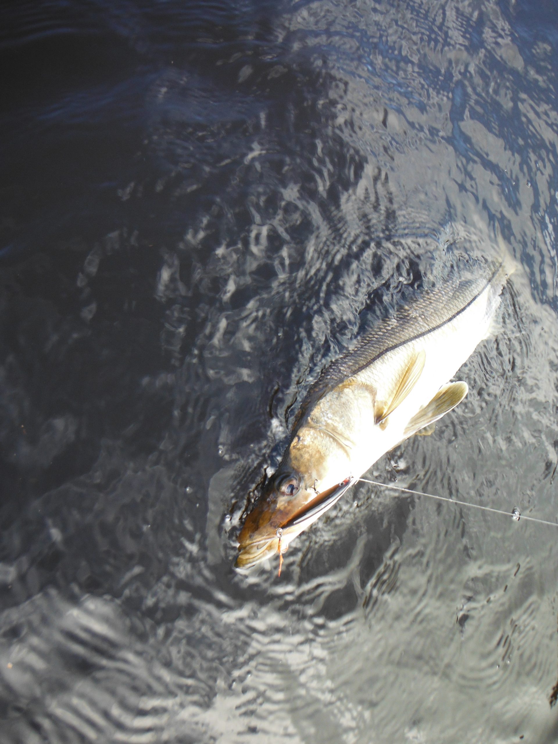 Step by Step HOW TO Catch a Snook During the Florida Mullet Run