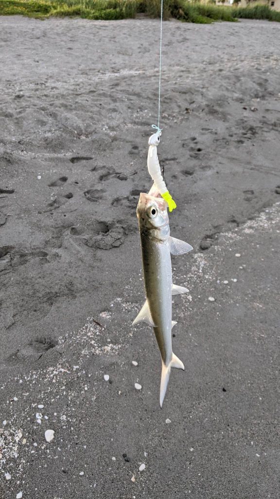 surf fishing in Siesta Key