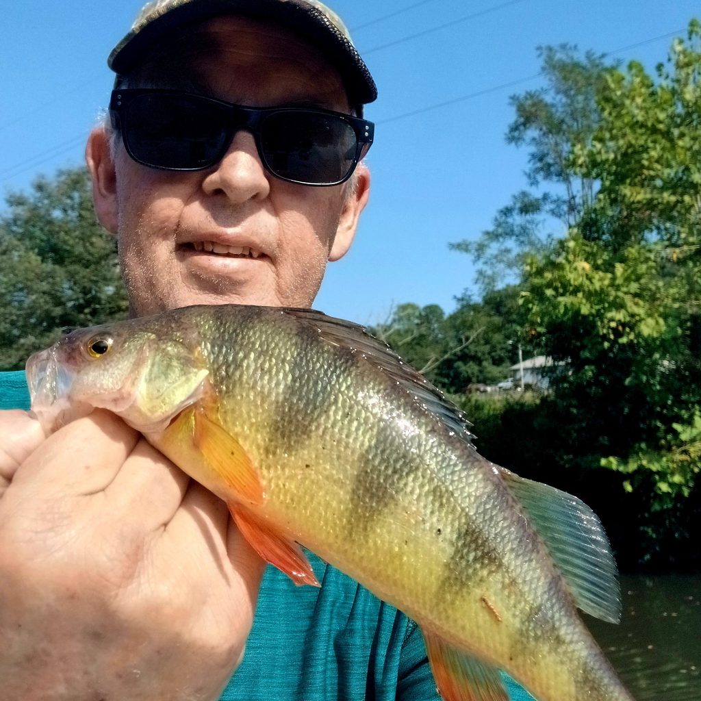 Lake Emory yellow perch