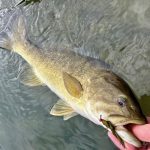 Best 4 Flies for Catching Smallmouth Bass in the North Carolina Mountains