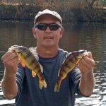 Yellow Perch Fishing in Franklin North Carolina