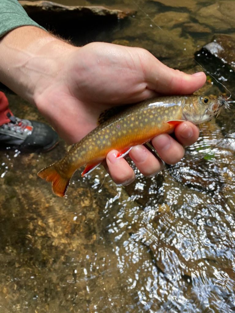 brook trout in Franklin