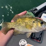 Rock Bass Fishing in Franklin NC
