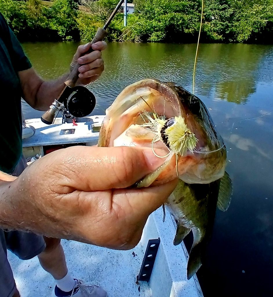 Franklin NC fly fishing for bass