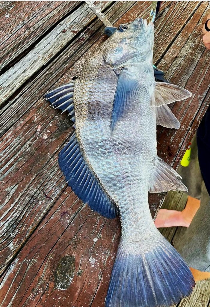 black drum