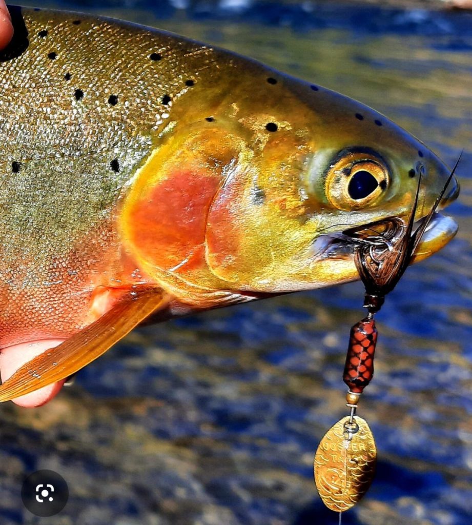 Rooster tail spinner for trout