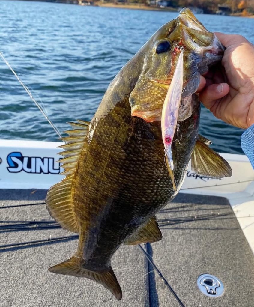 fishing with jerkbaits in western North Carolina