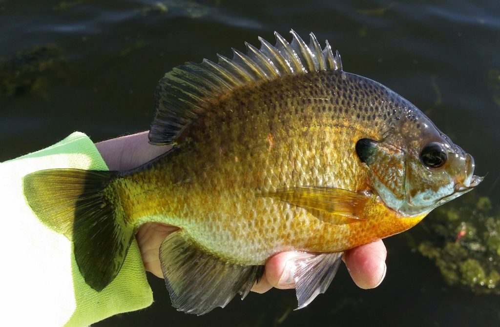 Franklin North Carolina bluegill